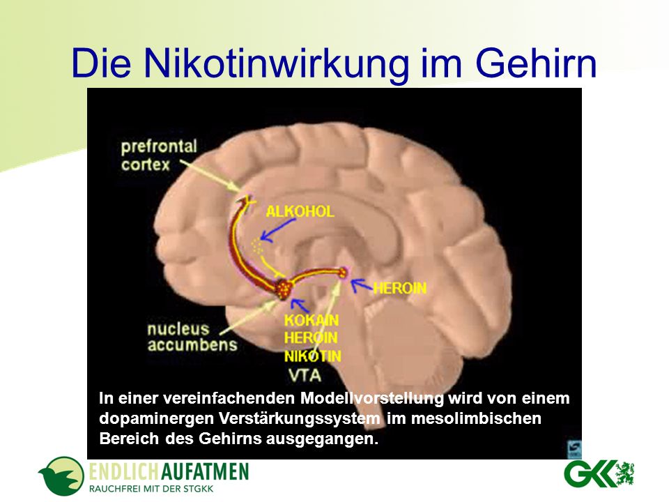 Wenn durch wieviel der Organismus Rauchen aufzugeben wird gereinigt werden